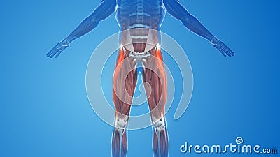 Tensor Fasciae Latae Muscles pain and injury Stock Photo