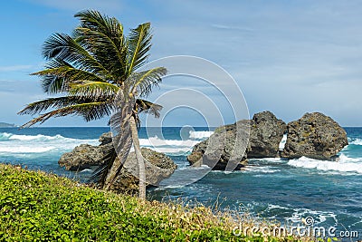 Tent Bay area coastline in Bathsheba, Barbados. Stock Photo