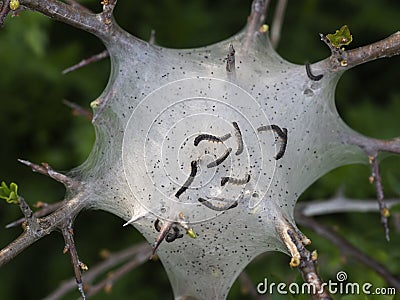 Tent caterpillar nest aka Lackey moth caterpillars. Malacosoma neustria. On Prunus spinosa twig. Stock Photo