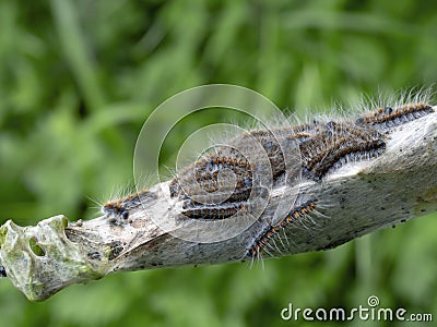 Tent caterpillar nest aka Lackey moth caterpillars. Malacosoma neustria. On Prunus spinosa twig. Stock Photo