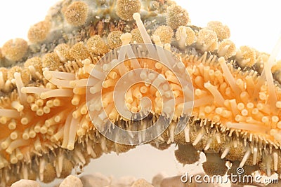 Tentacle of Starfish in Detail Stock Photo