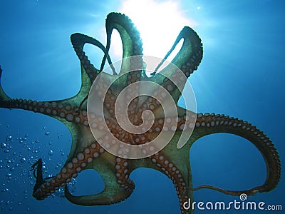 Tentacles Stock Photo