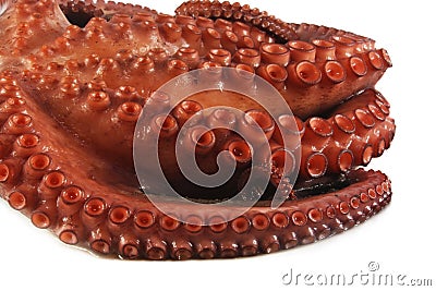 Tentacles with suckers Stock Photo