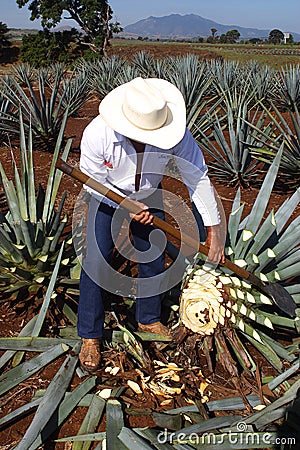 Tequila Stock Photo