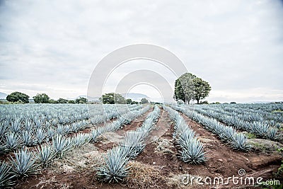 Tequila agave Landscape Stock Photo