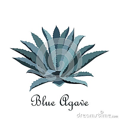 Tequila blue agave. Realistic vector illustration for label, poster, web Vector Illustration