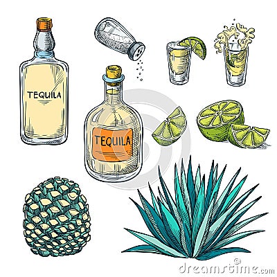 Tequila bottle, shot glass and agave root, vector color sketch illustration. Mexican alcohol drinks menu design elements Vector Illustration