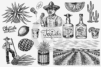 Tequila bottle, shot with lime, blue agave Plant, barrel and root ingredient, farmer and harvest. Engraved hand drawn Vector Illustration