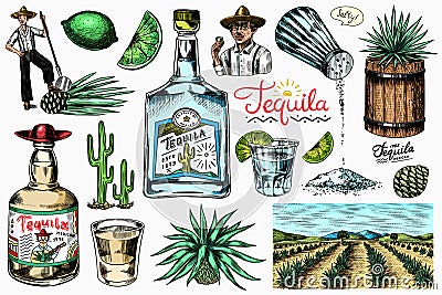 Tequila bottle, shot with lime, blue agave Plant, barrel and root ingredient, farmer and harvest. Engraved hand drawn Vector Illustration