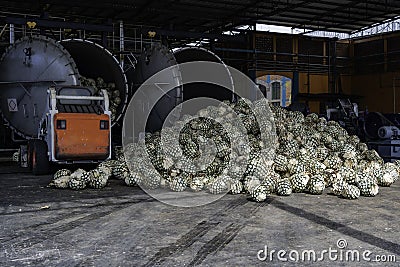 In the tequila factory there is a lot of agave and large ovens. Stock Photo