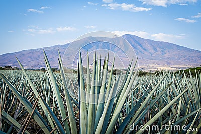 Tequila Landscape Stock Photo