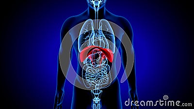 3d render of human anatomy, the thoracic diaphragm, or simply the diaphragm is a sheet of internal skeletal Stock Photo