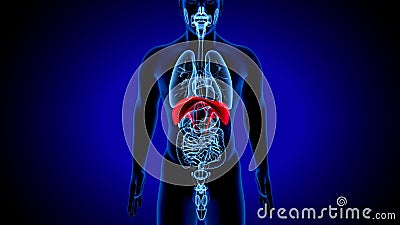 3d render of human anatomy, the thoracic diaphragm, or simply the diaphragm is a sheet of internal skeletal Stock Photo