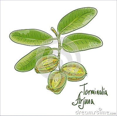 Terminalia arjuna or arjun tree, kukubha. Vector illustration Vector Illustration