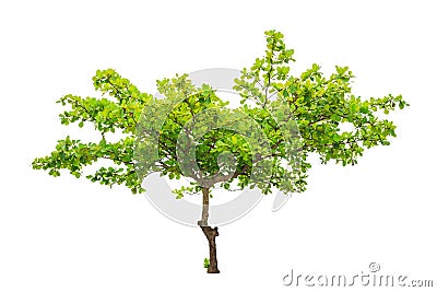 Terminalia catappa also known as Tropical almond Stock Photo