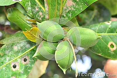 Terminalia catappa fruit with green leaves Stock Photo