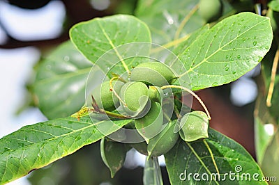 Terminalia catappa fruit with green leaves Stock Photo