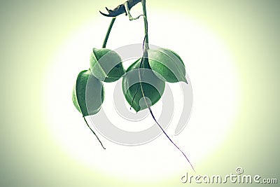 Terminalia catappa Stock Photo