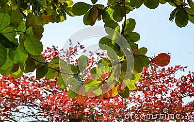 Terminalia catappa leaves with blue sky Stock Photo