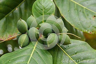 Terminalia catappa Stock Photo