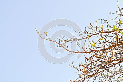 Terminalia catappa tree ,sky Stock Photo