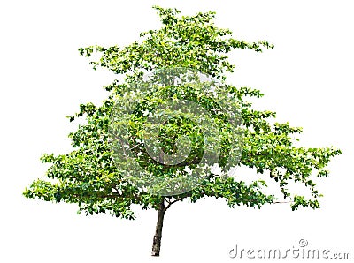 Terminalia catappa.(Tropical almond, Bengal almond, Indian almo Stock Photo