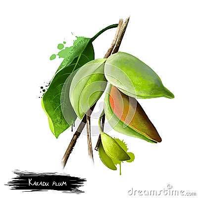 Terminalia ferdinandiana, gubinge, billygoat plum Cartoon Illustration