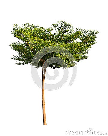 Terminalia ivorensis Stock Photo