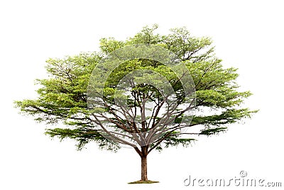 Terminalia ivorensis Chev tree isolated Stock Photo
