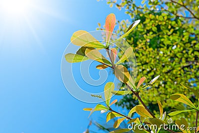 Terminalia ivorensis leaves isolated on blue sky Stock Photo