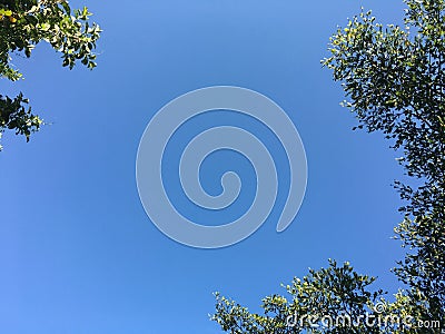 Terminalia ivorensis leaves and limb with blue sky background Stock Photo