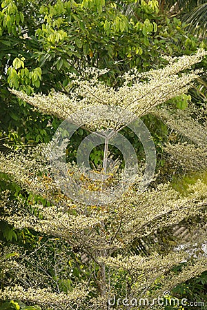 Terminalia ivorensis is a species of tree in the family Combretaceae Stock Photo