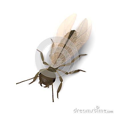 Termite alate (with wings) Stock Photo