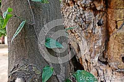 Termite caste pathway on living tree trunk Stock Photo