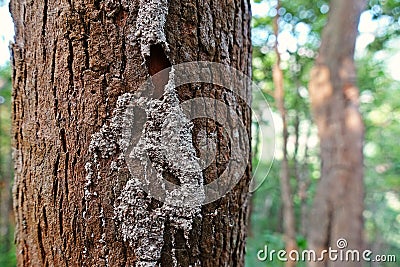 Termite caste pathway on living tree trunk, tropical forest Thailand Stock Photo