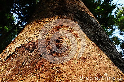 Termite caste pathway on living tree trunk, tropical forest Thailand Stock Photo