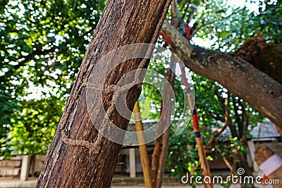 Termite caste pathway on wood Stock Photo