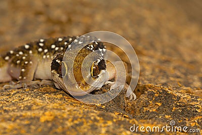 Termite hill geckos are fairly large geckos which bear distinct bands on their dorsum. Stock Photo