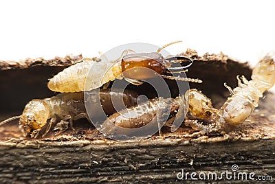 Termite macro. Stock Photo