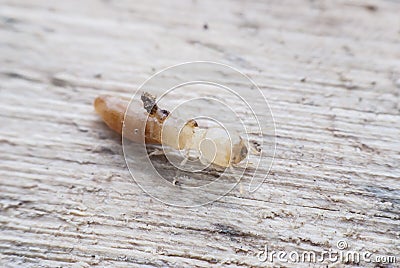 Termite macro Stock Photo