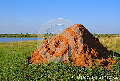 Termite mound Stock Photo