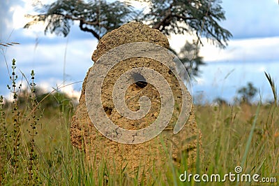 Termite mound dig up by anteater Stock Photo