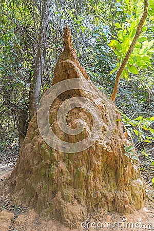 Termite Mound Stock Photo