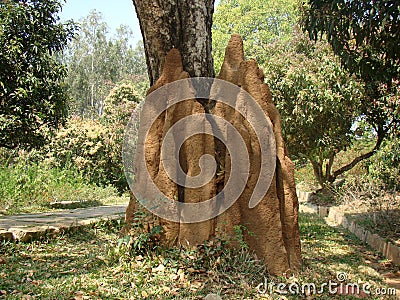 Termite mound Stock Photo