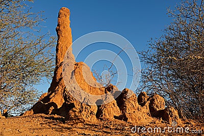 Termite mound Stock Photo