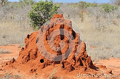 Termite Mound Stock Photo