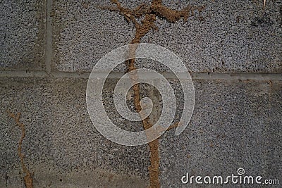 Termite mud tubes on a concrete wal Stock Photo