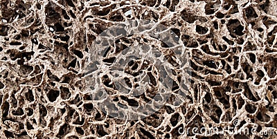 Termite nest that eat wood and paper the house Stock Photo