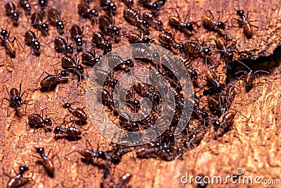 Termite nest Stock Photo