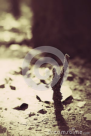 Termite nest Stock Photo